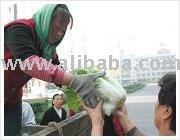 Cabbage