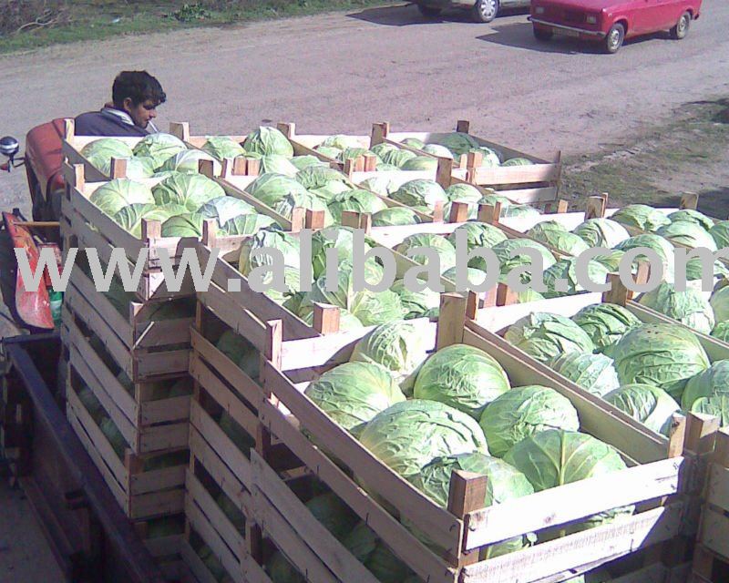 Cabbage