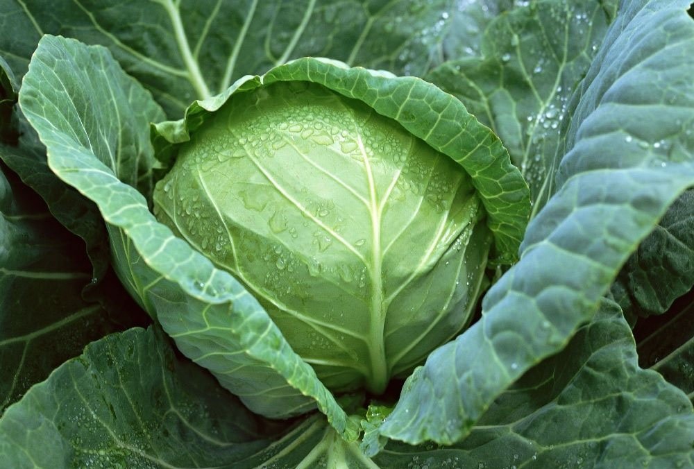 Fresh  Cabbages