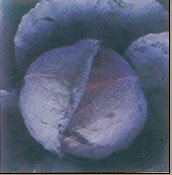 HYBRID RED JESSICA F1 cabbage