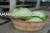 Cabbage - Green