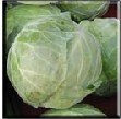 POVE Nappa Cabbage