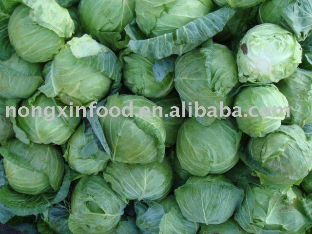  Fresh  Shandong  Cabbage  2011  new   crop 