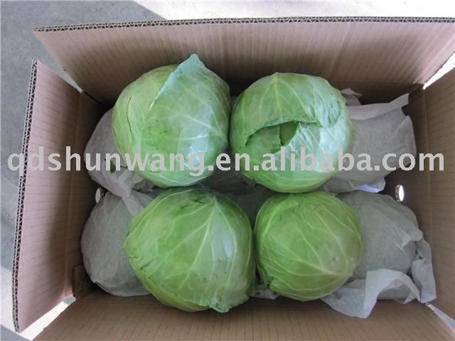 2011 fresh round cabbage