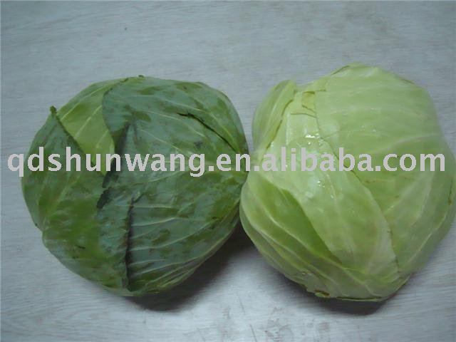 2011 chinese fresh  round green cabbage