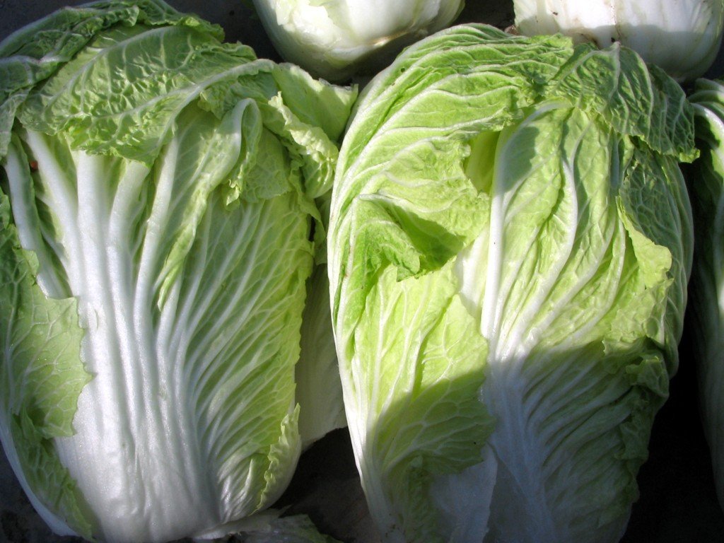 top chinese long green  cabbage