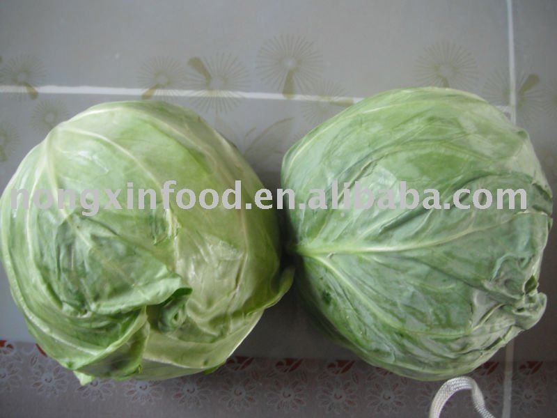 Fresh Cabbage 2011 new crop Shandong origin