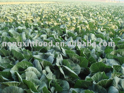 fresh big green Chinese cabbage