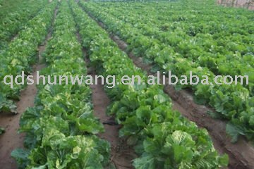 top  A fresh chinese long cabbage
