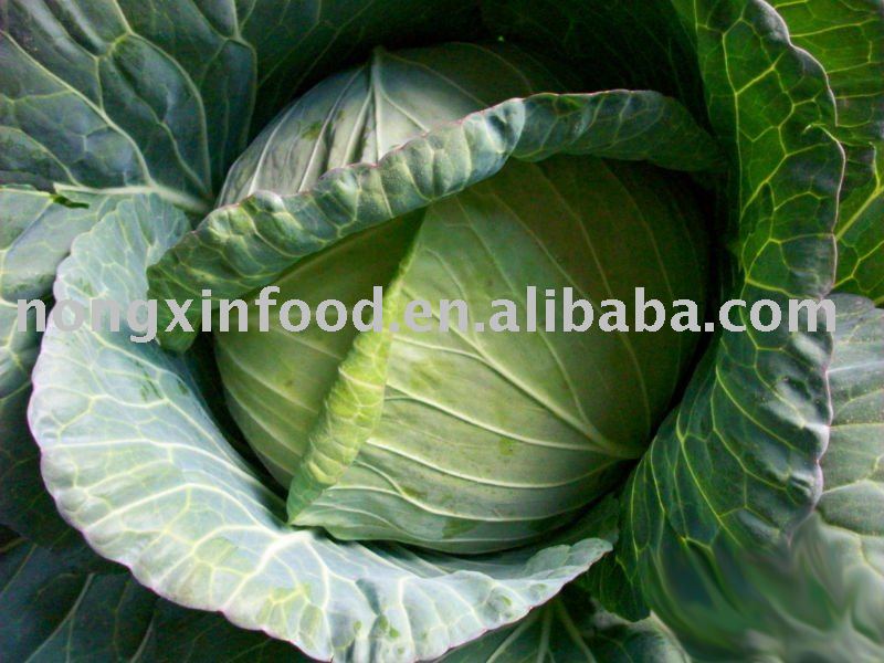Fresh 2011 new crop big green Cabbage