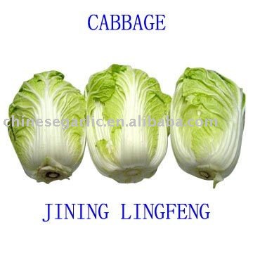 Fresh  green   chinese   cabbage 