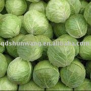 2011 top fresh chinese round cabbage