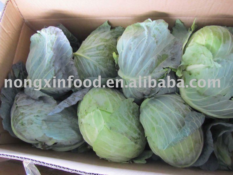  CHINA  GREEN  ROUND  FRESH  CABBAGE 