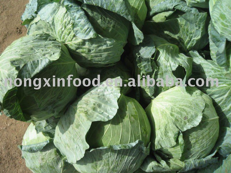 Fresh 2011 new crop Cabbage