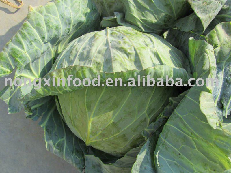 ROUND GREEN CHINESE FRESH CABBAGE
