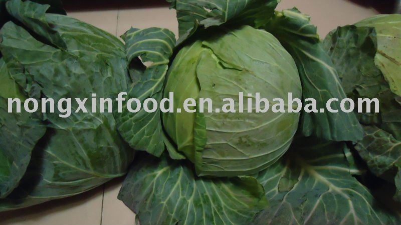 ROUND GREEN FRESH CHINESE CABBAGE