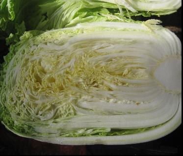 chinese  cabbage