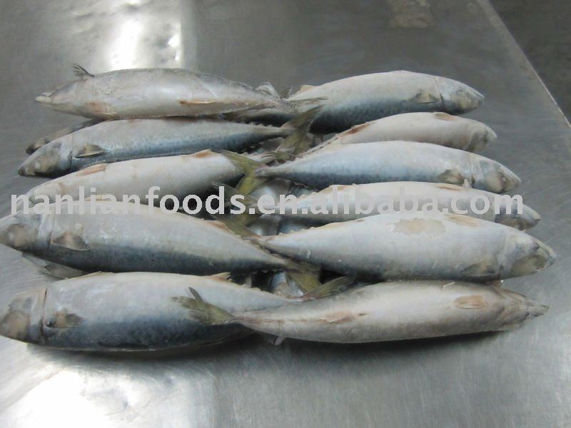 mackerel fish