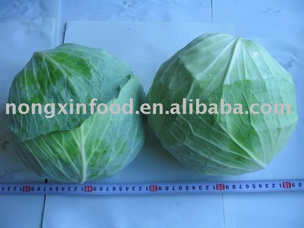 green round purple fresh cabbage