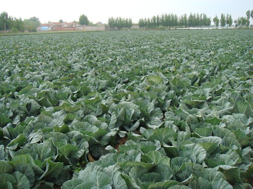 fresh round green chinese cabbage