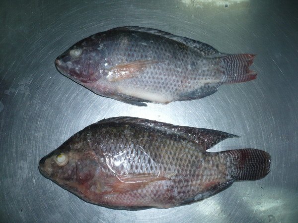 Tilapia