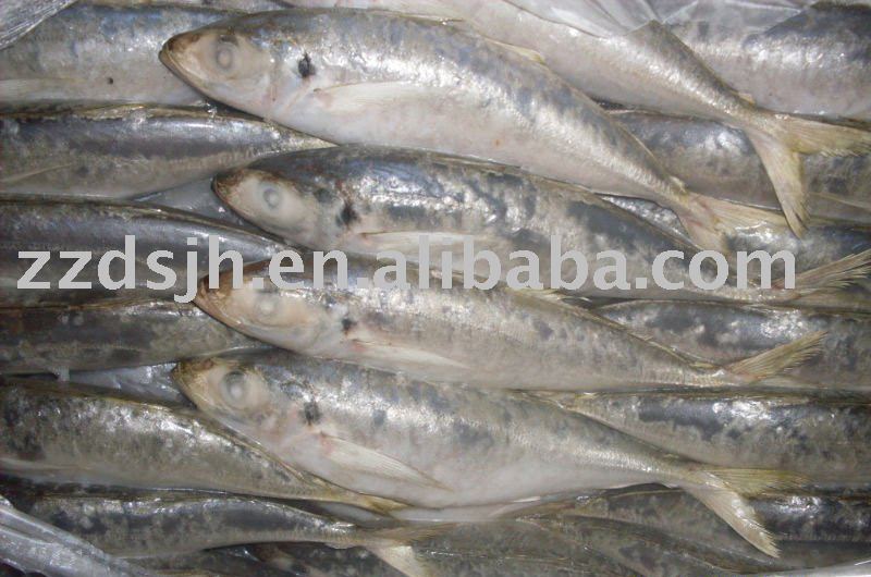  Frozen   blue   mackerel 