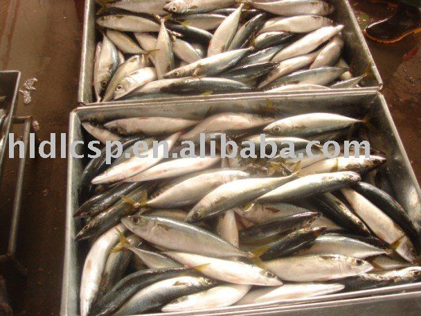 frozen mackerel fish