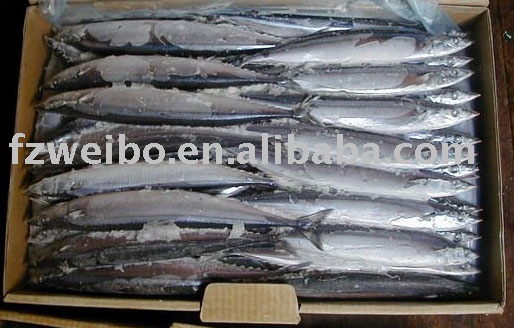 Frozen Saury Fish