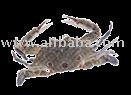  canned   Crab  Meat