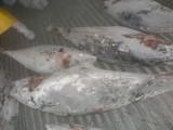 sea frzoen tuna