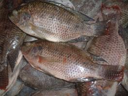 Tilapia Whole