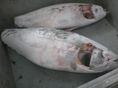 Tuna for Sashimi
