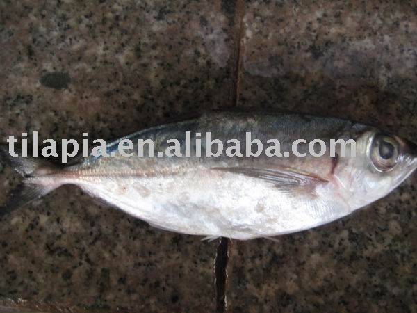 frozen sell horse mackerel