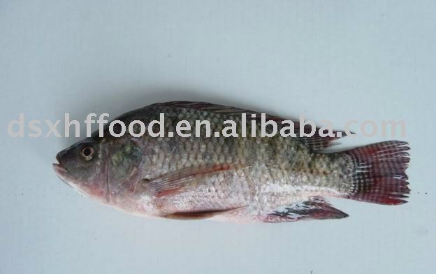 Frozen Black tilapia 600-800g