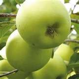 Fruit juice concentrate different flavor