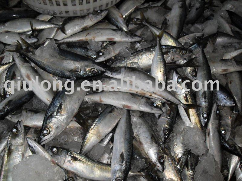 new coming WR 200-300g frozen scomber mackerel