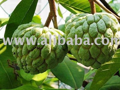Custard Apple Pulp
