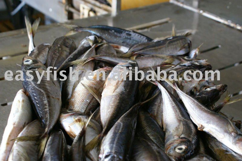 horse  mackerel