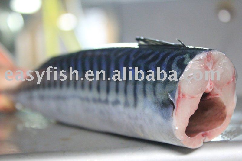 Frozen HG mackerel