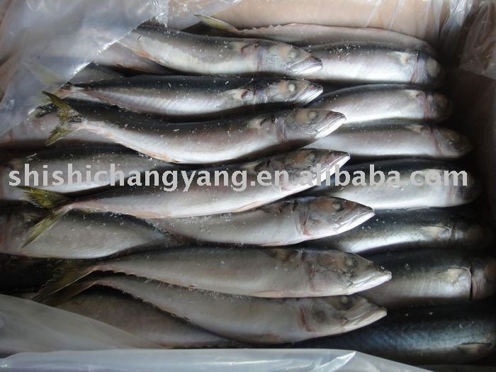 Purshine Pacifica Mackerel