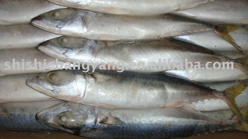 Seafood/Scomber Japonicus(pacific mackerel)
