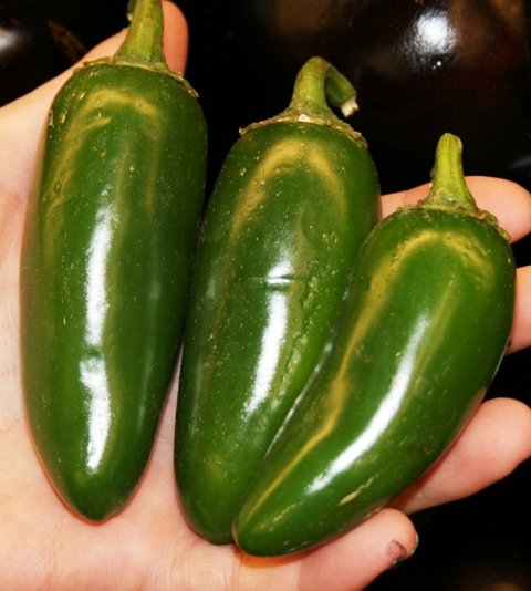 Jalapeno  Pepper  in  Brine 