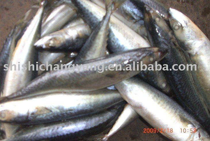 Forzen Pacific Mackerel
