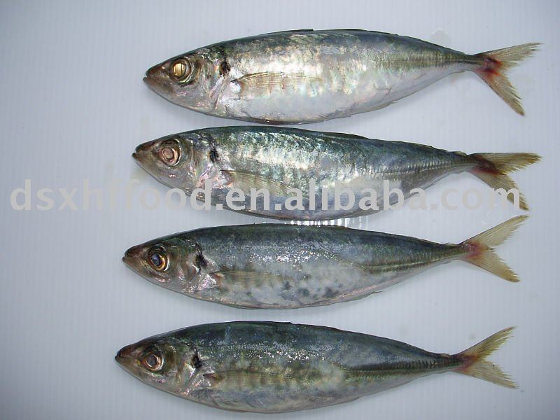 Frozen High Quality Horse Mackerel Fish