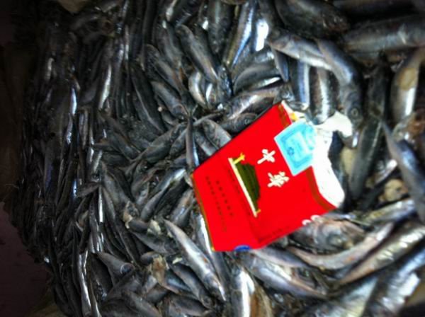 Frozen mackerel for bait( new coming)