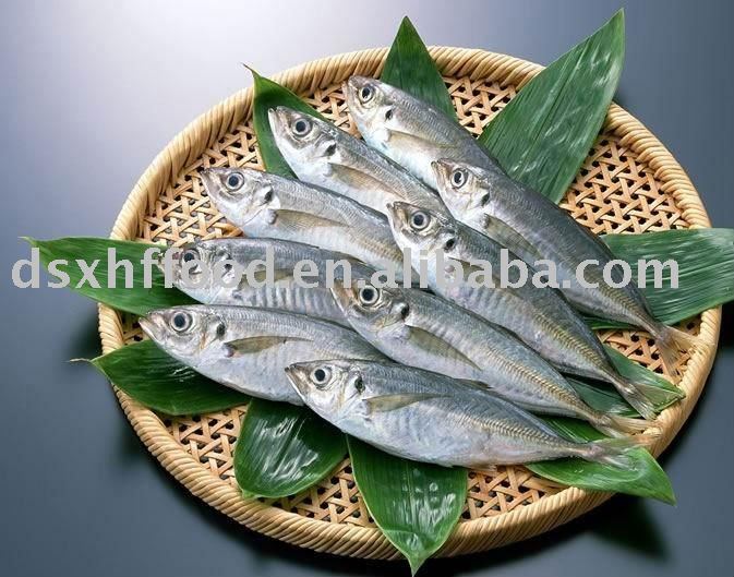  Big  Eye  Horse   Mackerel  Whole Round