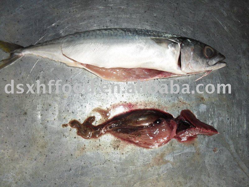  Block  Frozen Dongshan Pacific Mackerel  Fish 