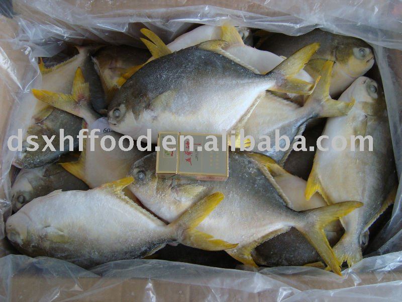  Frozen   golden   pomfret 