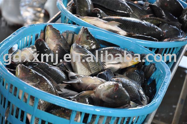 Tilapia