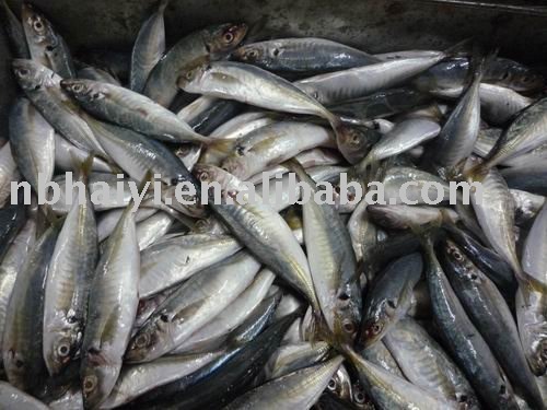 16-18pcs/kg frozen horse mackerel
